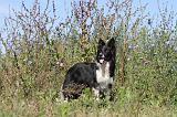 BORDER COLLIE 352
